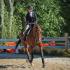 MTSU Equestrian Team Qualifies for ISHA Nationals